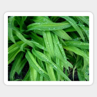 Daylily Leaves After the Rain Sticker